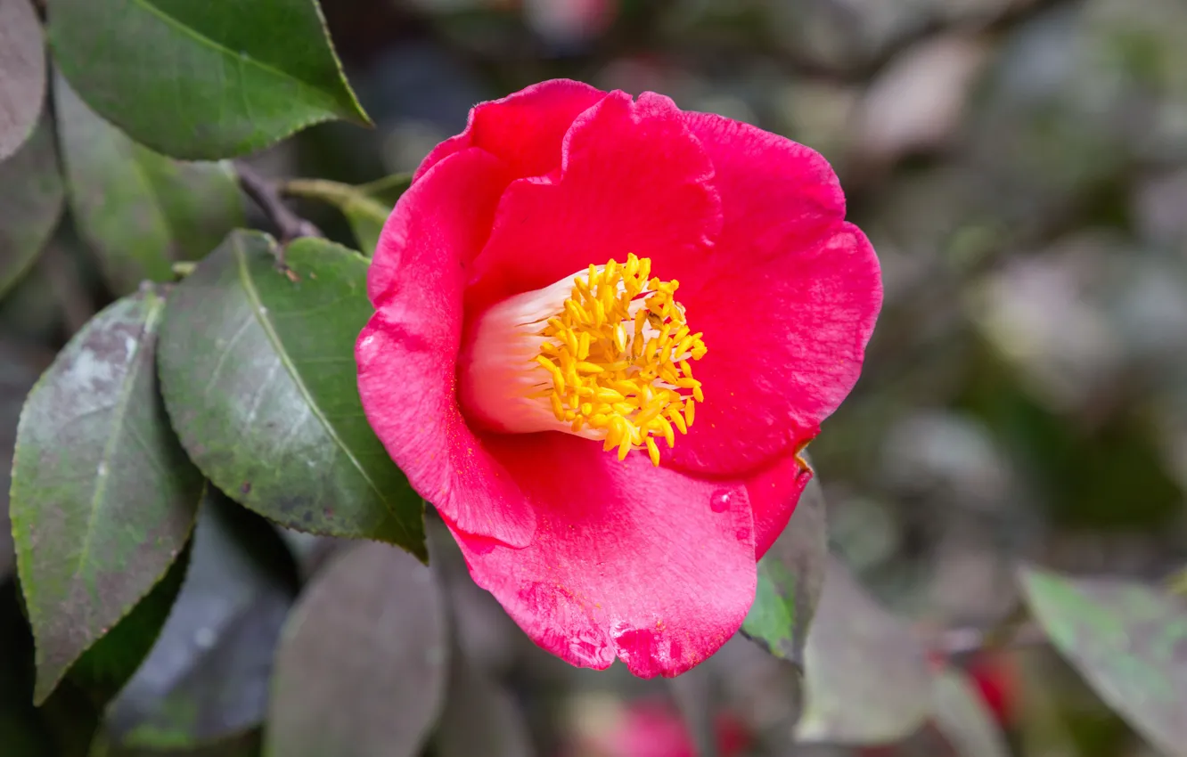 Photo wallpaper drops, flowers, petals, pink, Camellia