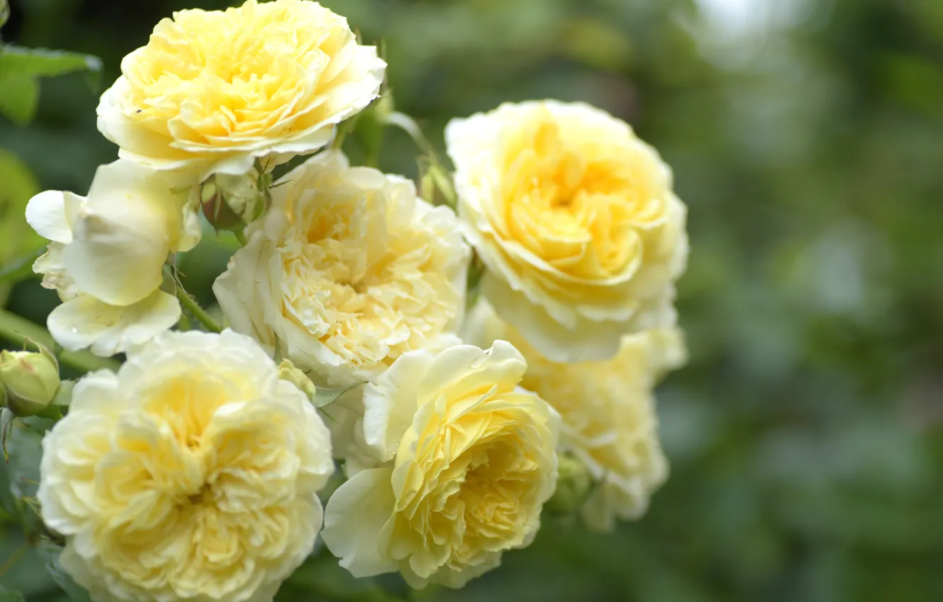 Photo wallpaper flowers, yellow, roses, bokeh, rose Bush