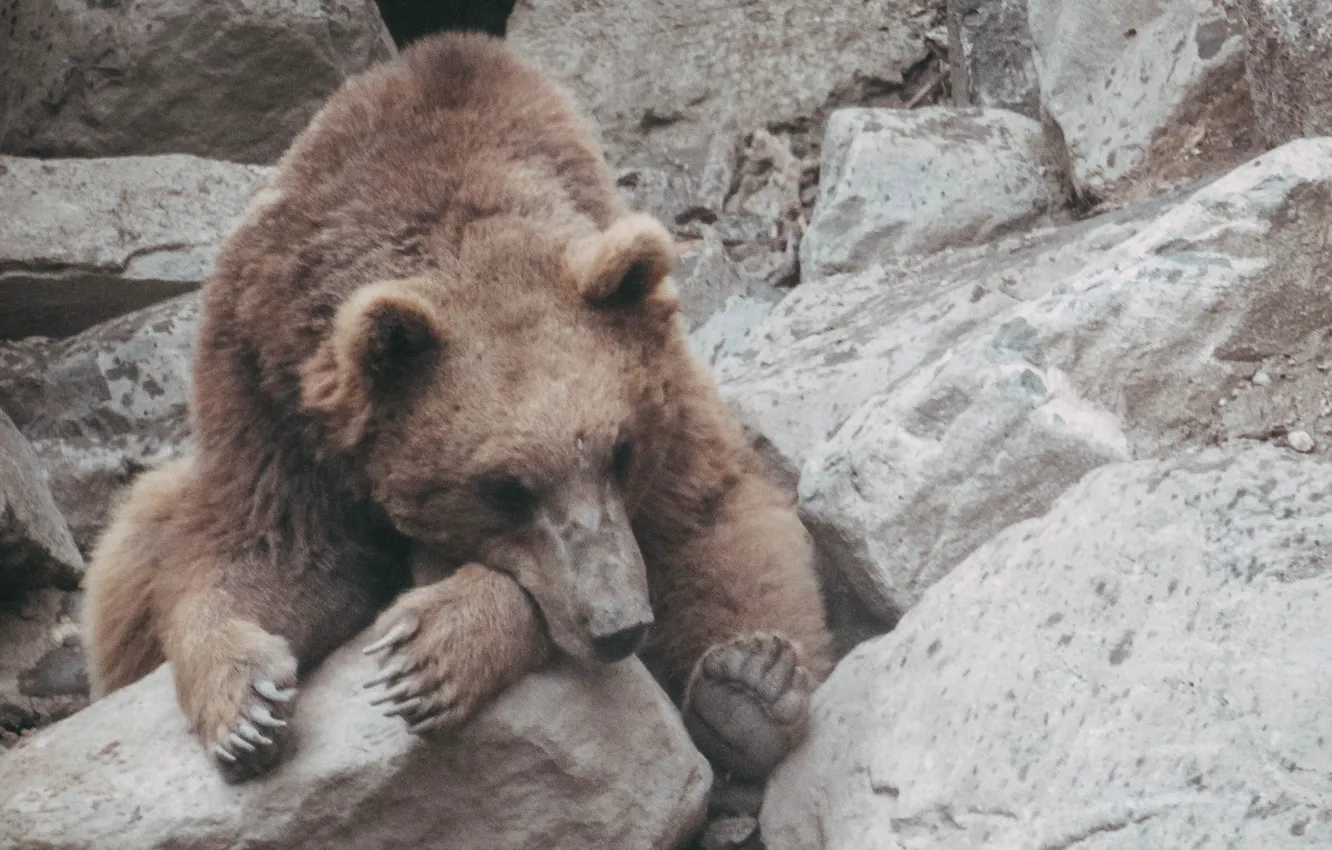 Photo wallpaper animal, bear, zoo
