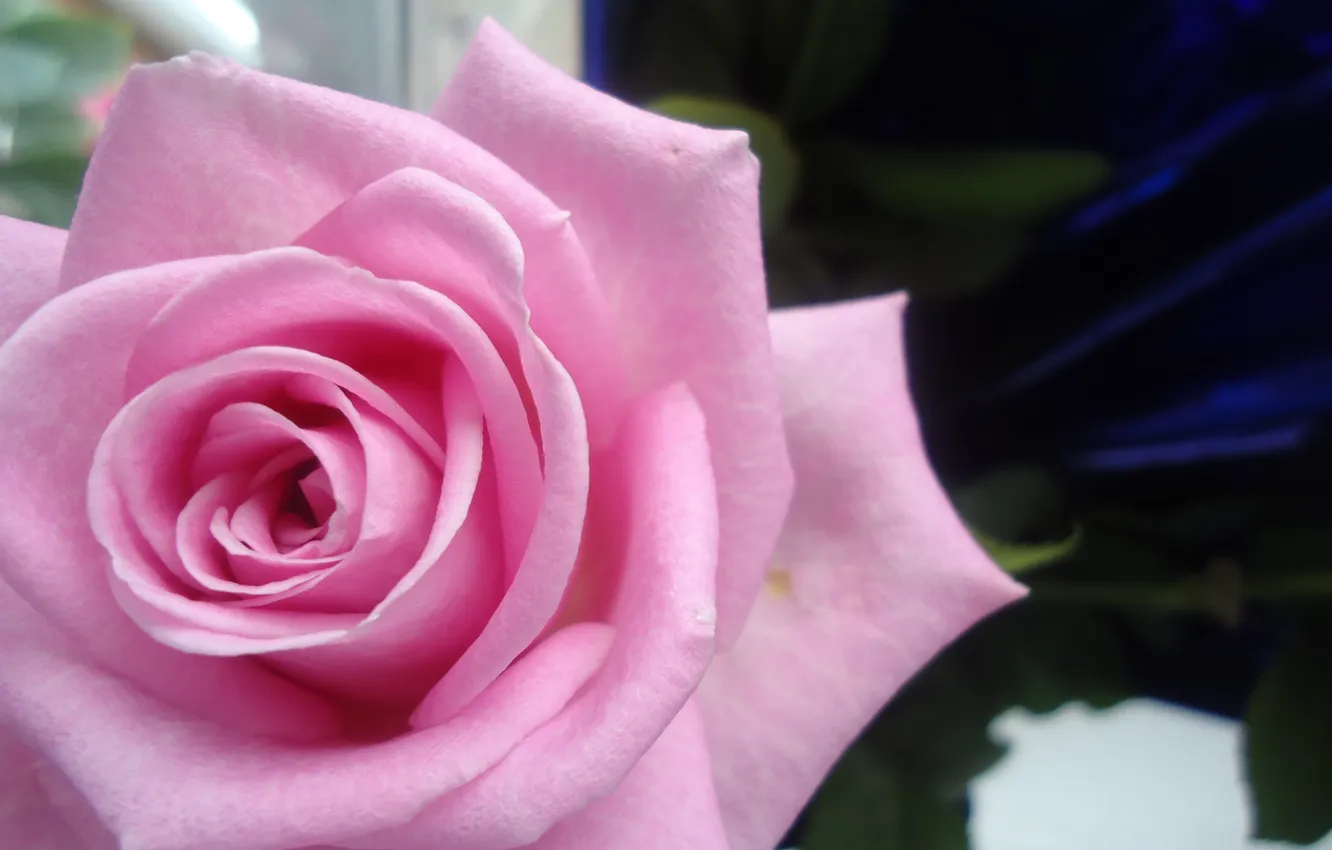 Photo wallpaper rose, Flower, packaging, rosette