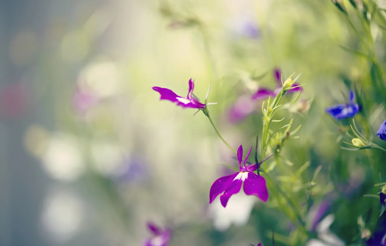 Photo wallpaper macro, flowers, blue, lilac