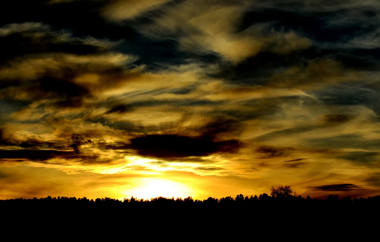 Photo wallpaper forest, the sky, clouds, trees, sunset