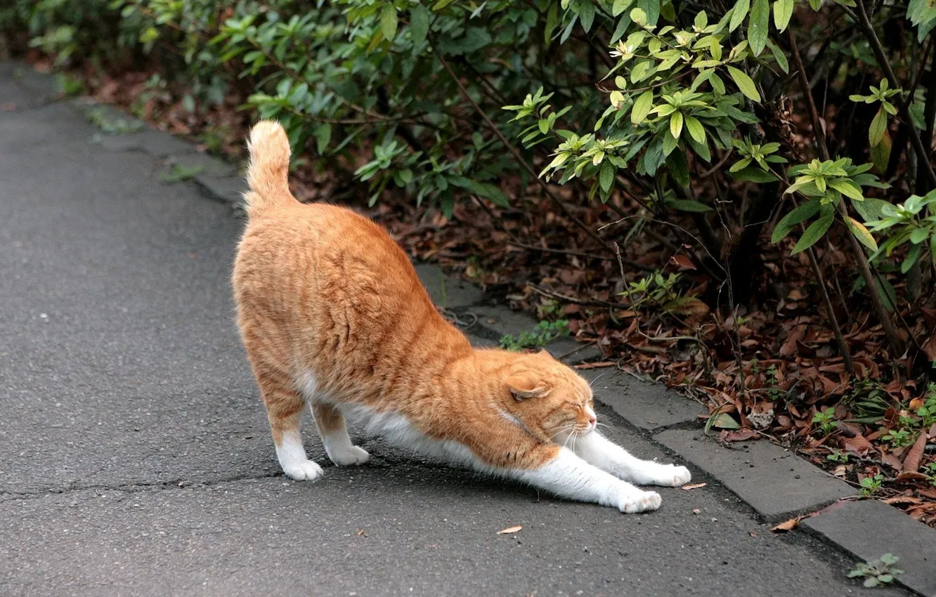 Photo wallpaper cat, red, Raztyazhka