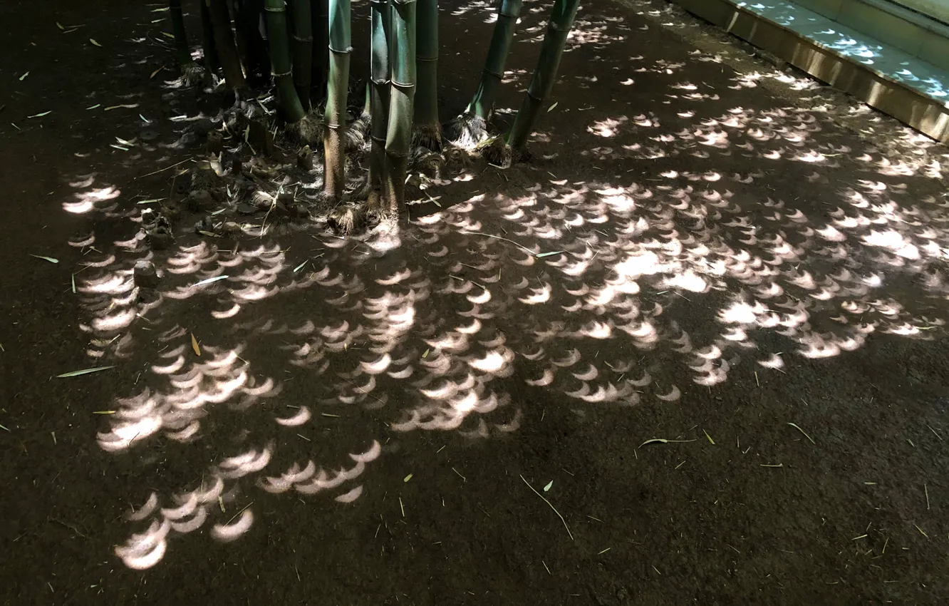 Photo wallpaper light, shadow, bamboo, India, Eclipse, light, eclipse, bamboo