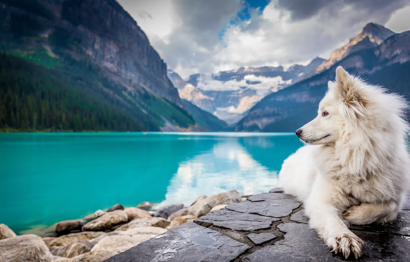 Photo wallpaper mountains, lake, dog, white, landscape, dog, mountains, lake