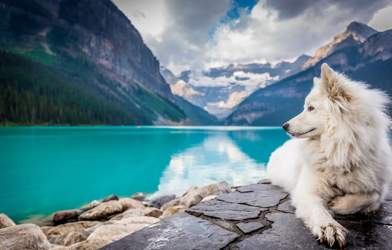 Photo wallpaper lake, mountain, dog, white, landscape, dog, mountains, lake
