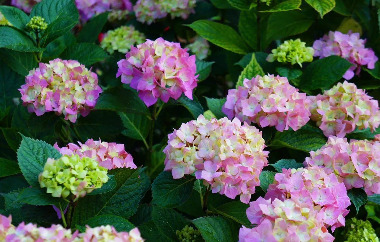 Photo wallpaper flower, hydrangea, blooming