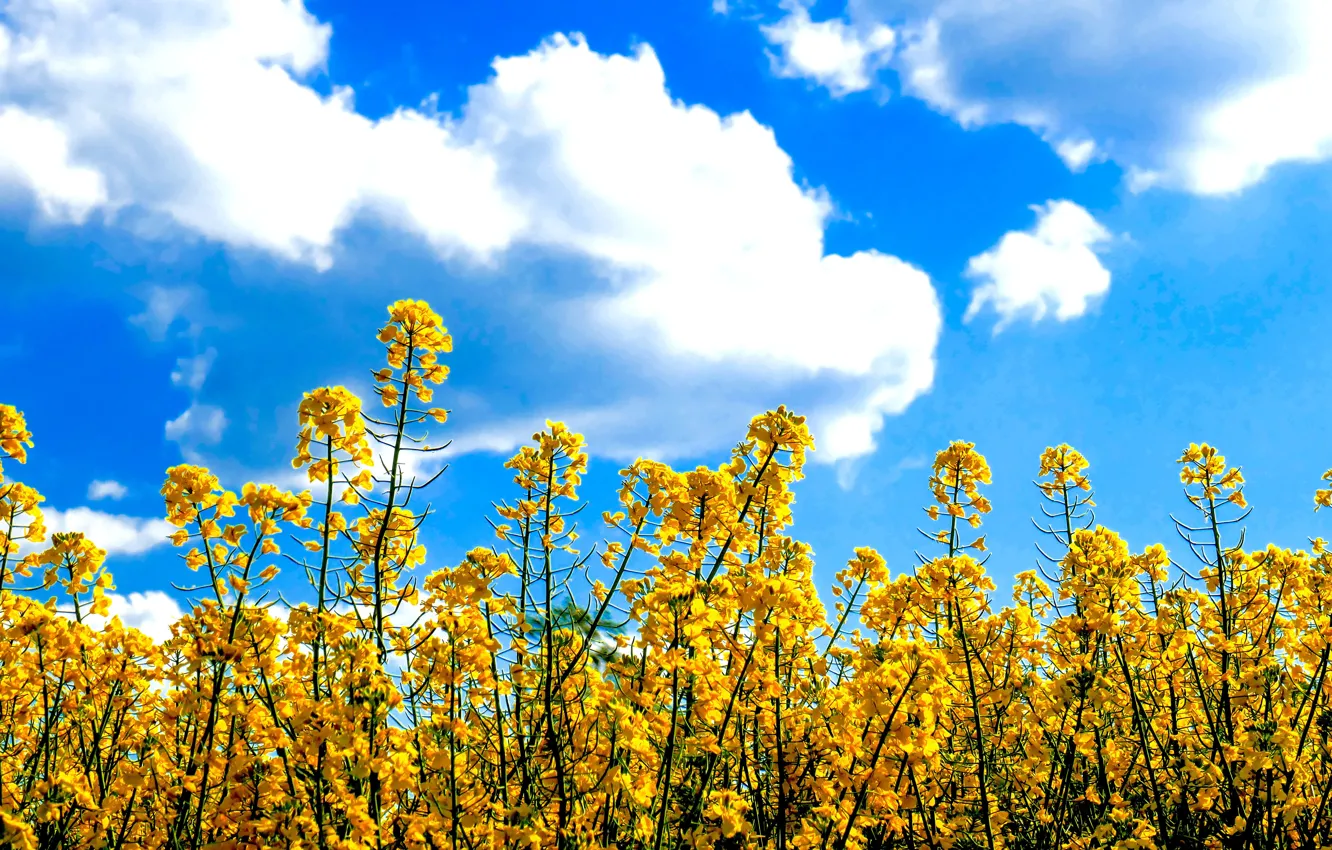 Photo wallpaper sky, flowers, clouds, sunny