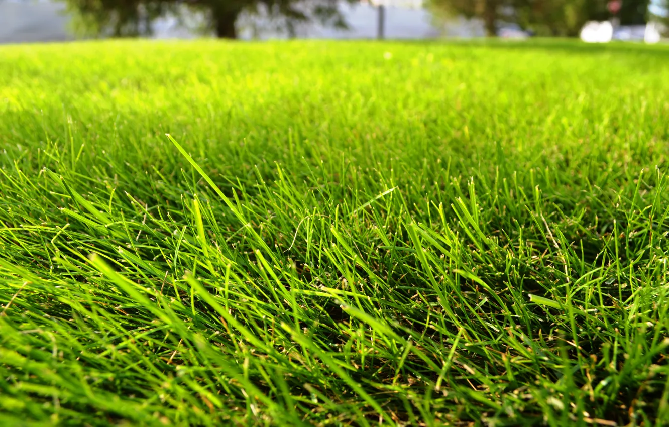 Photo wallpaper summer, grass, lawn