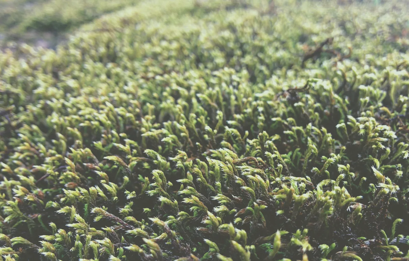Photo wallpaper grass, macro, green, green, moss, grass, moss macro