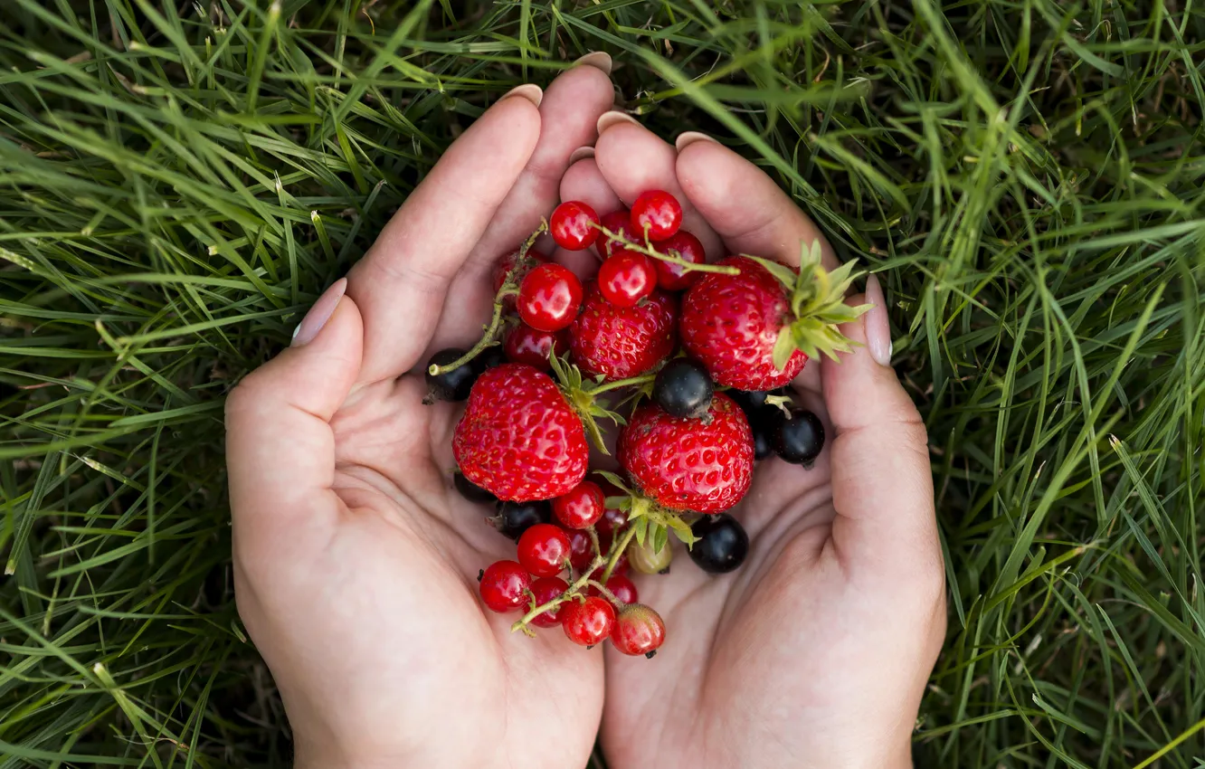 Photo wallpaper summer, grass, red, berries, black, hands, harvest, strawberry