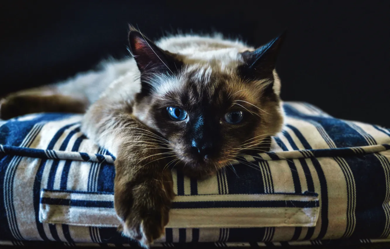 Photo wallpaper cat, cat, look, face, strips, pose, background, dark