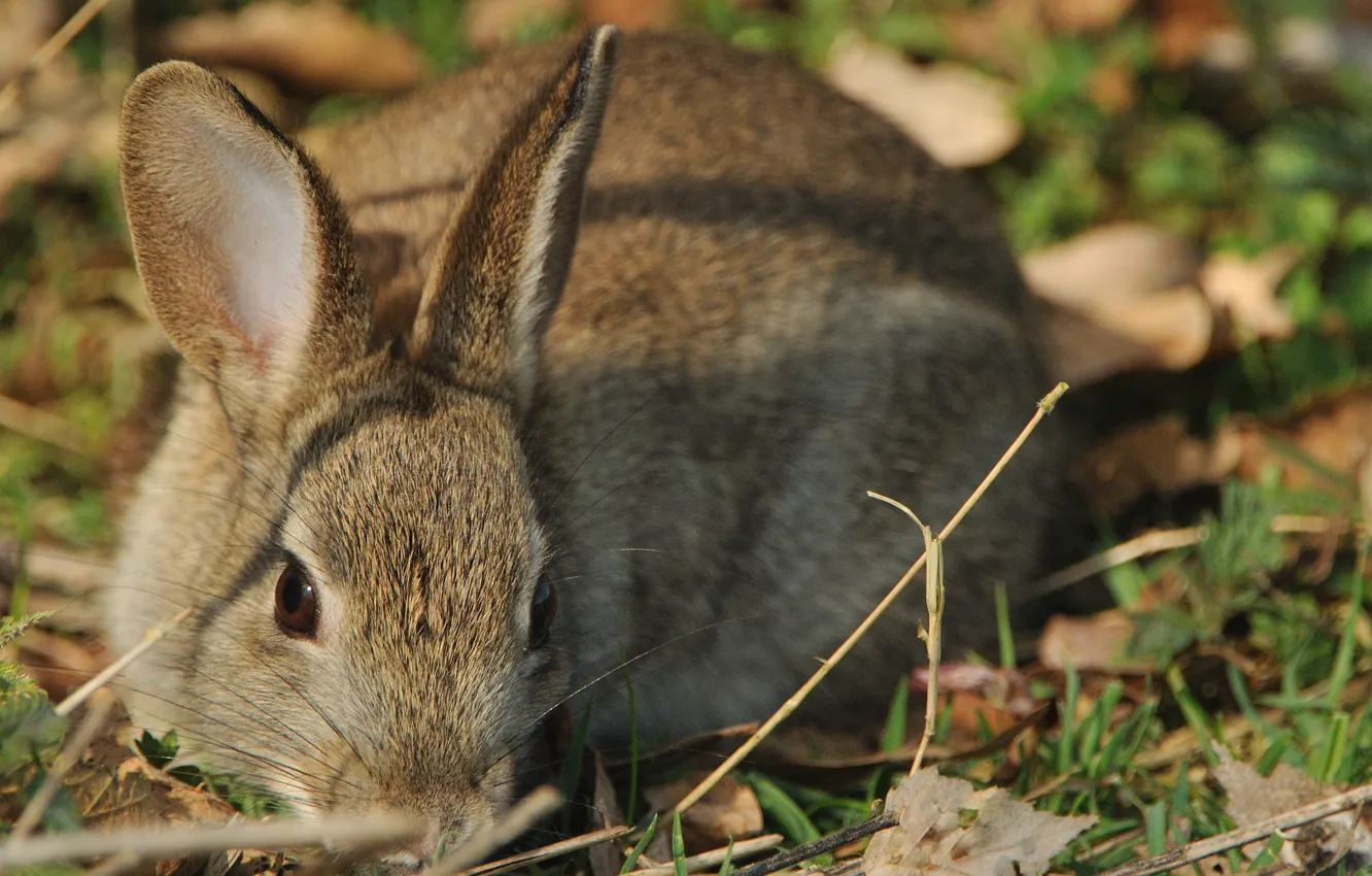 Photo wallpaper grass, rabbit, ears