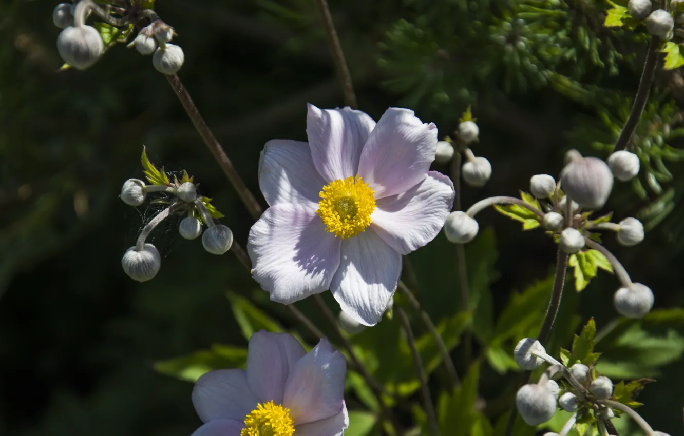 Photo wallpaper summer, flowers, anemones