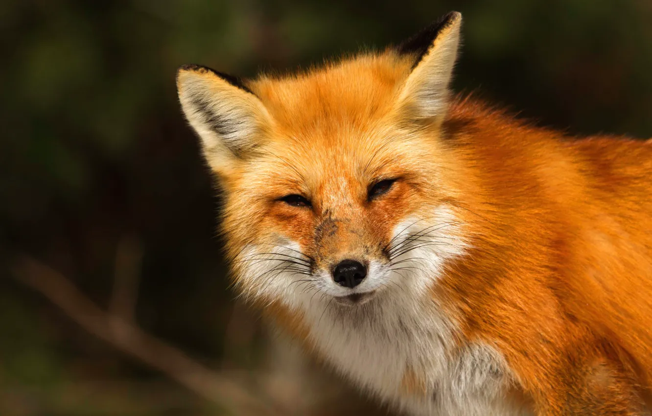 Photo wallpaper look, face, nature, the dark background, bright, portrait, Fox, red