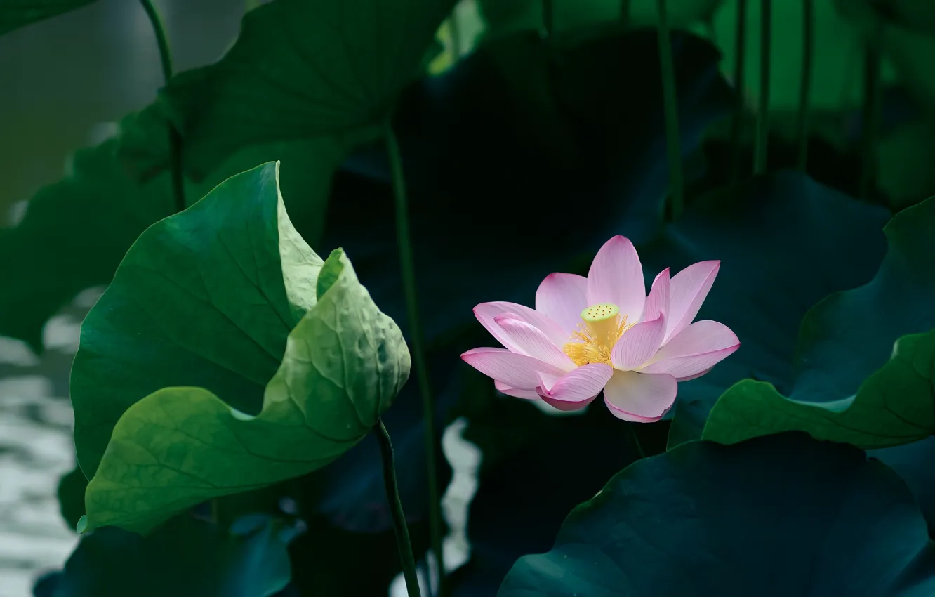 Photo wallpaper flower, leaves, light, the dark background, pink, Lotus