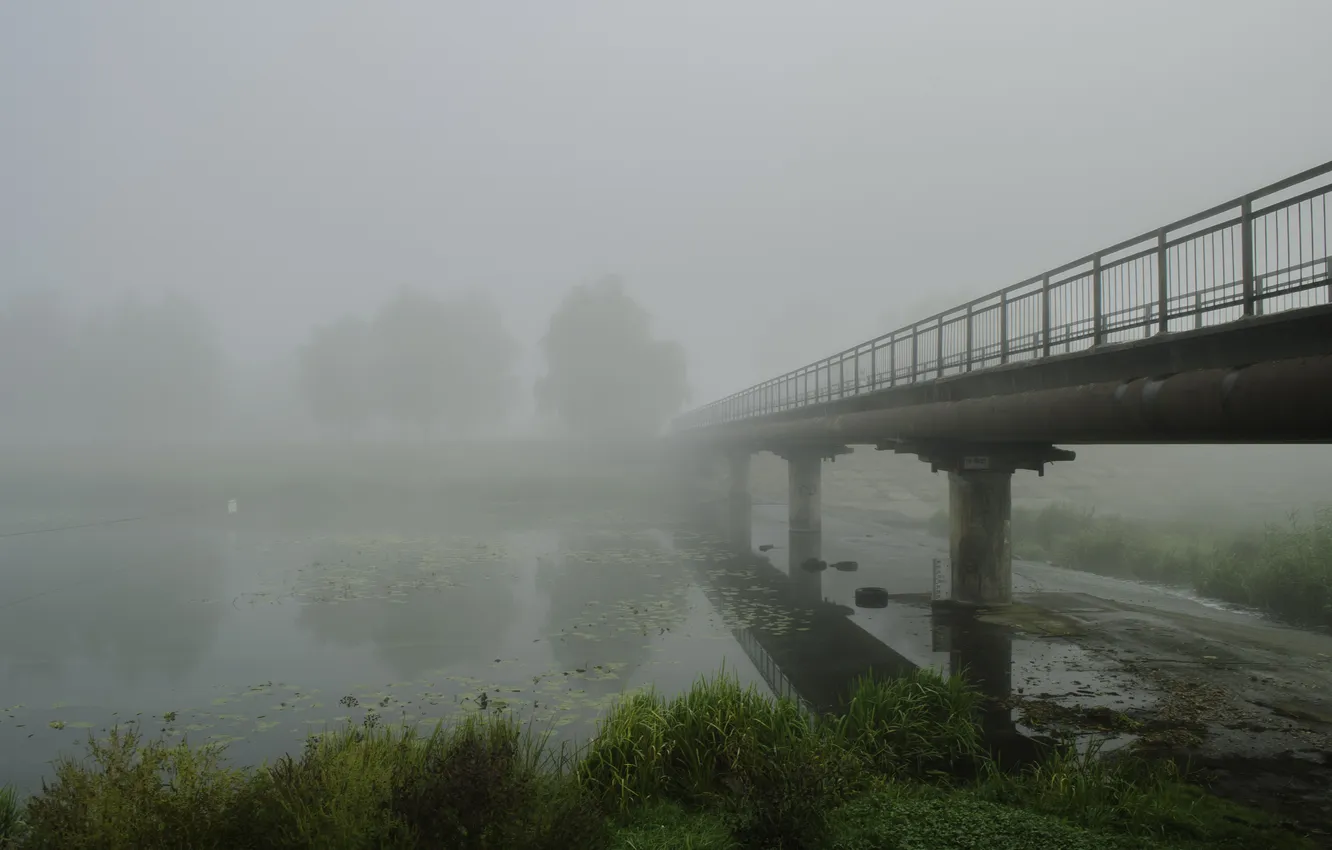 Photo wallpaper forest, grass, landscape, bridge, nature, fog, river, plant