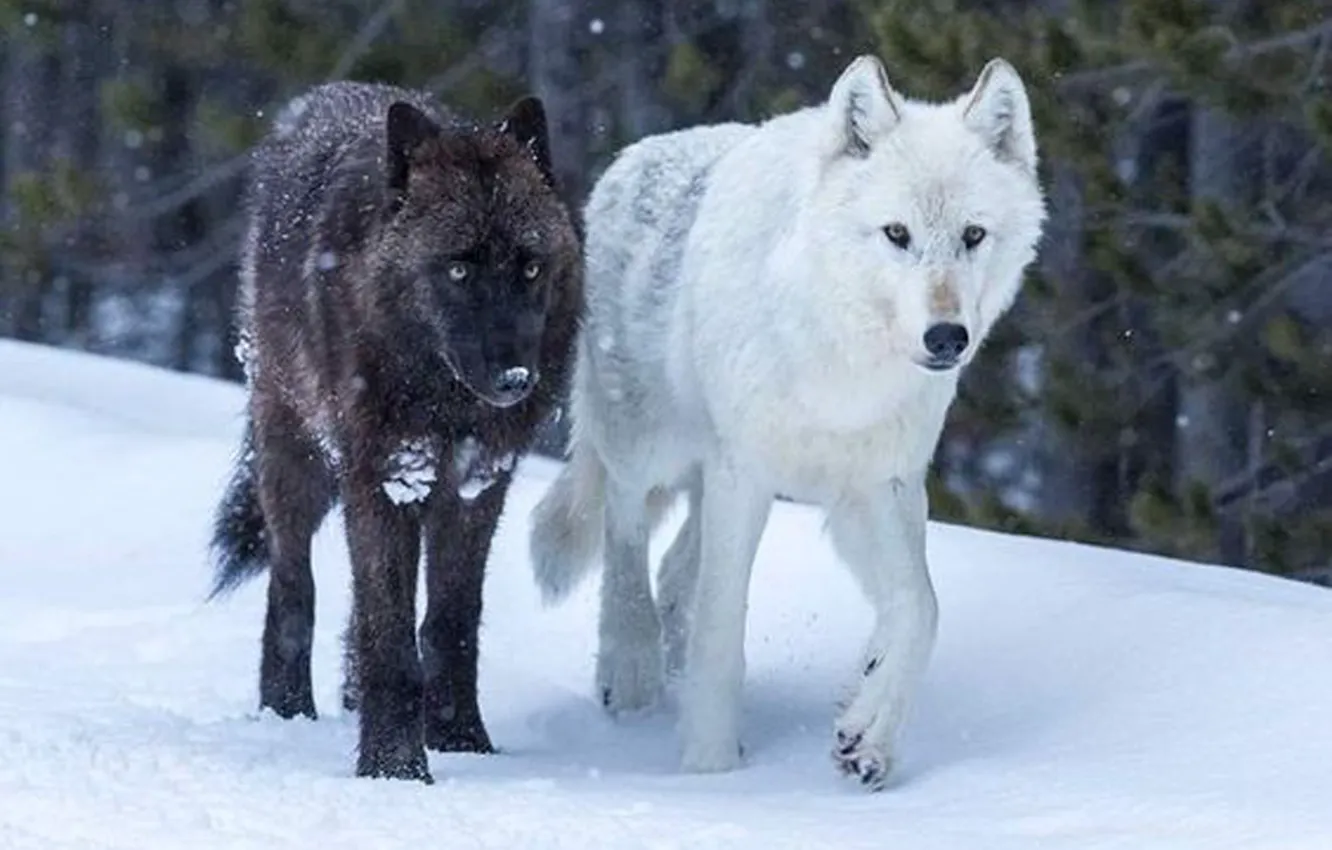 Photo wallpaper Predator, nature, animal, wolf, wildlife, portrait, portrait., Canis lupus. face