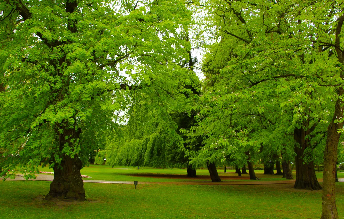Photo wallpaper green, road, park, tree, branch, shade, People in nature, natural landscape