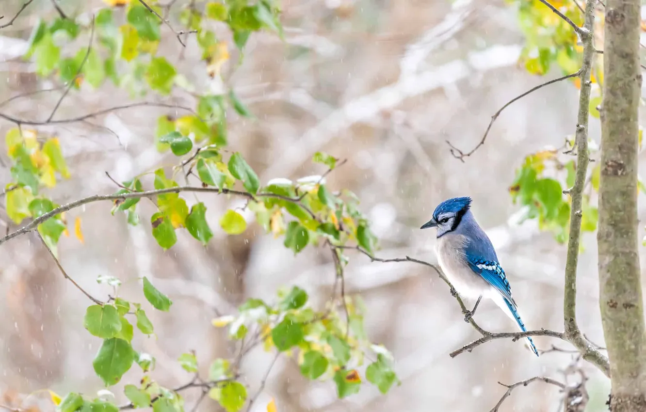 Photo wallpaper branches, bird, Blue Jay