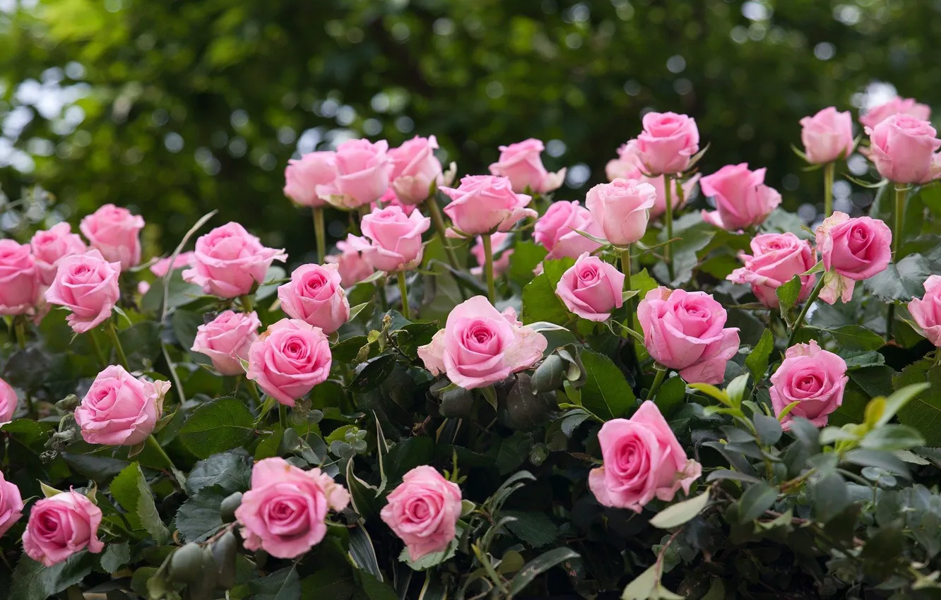 Photo wallpaper roses, petals, flowering