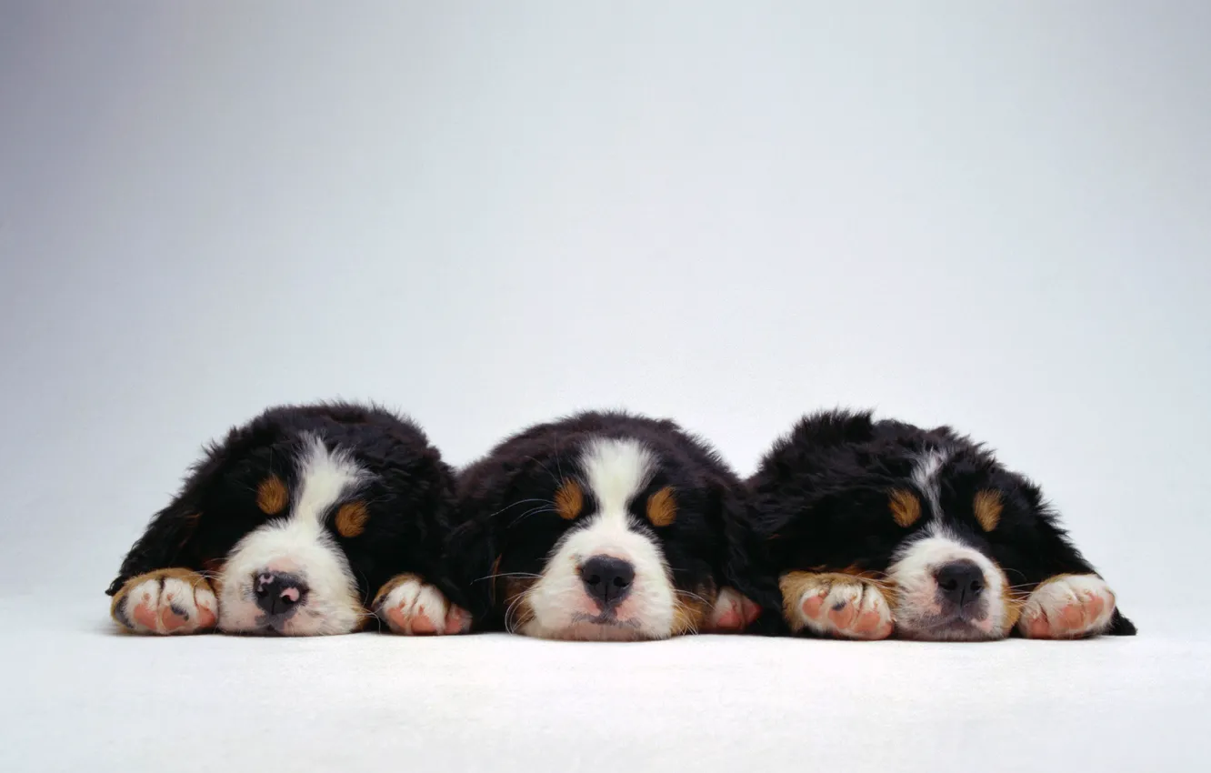 Photo wallpaper dogs, puppies, kids