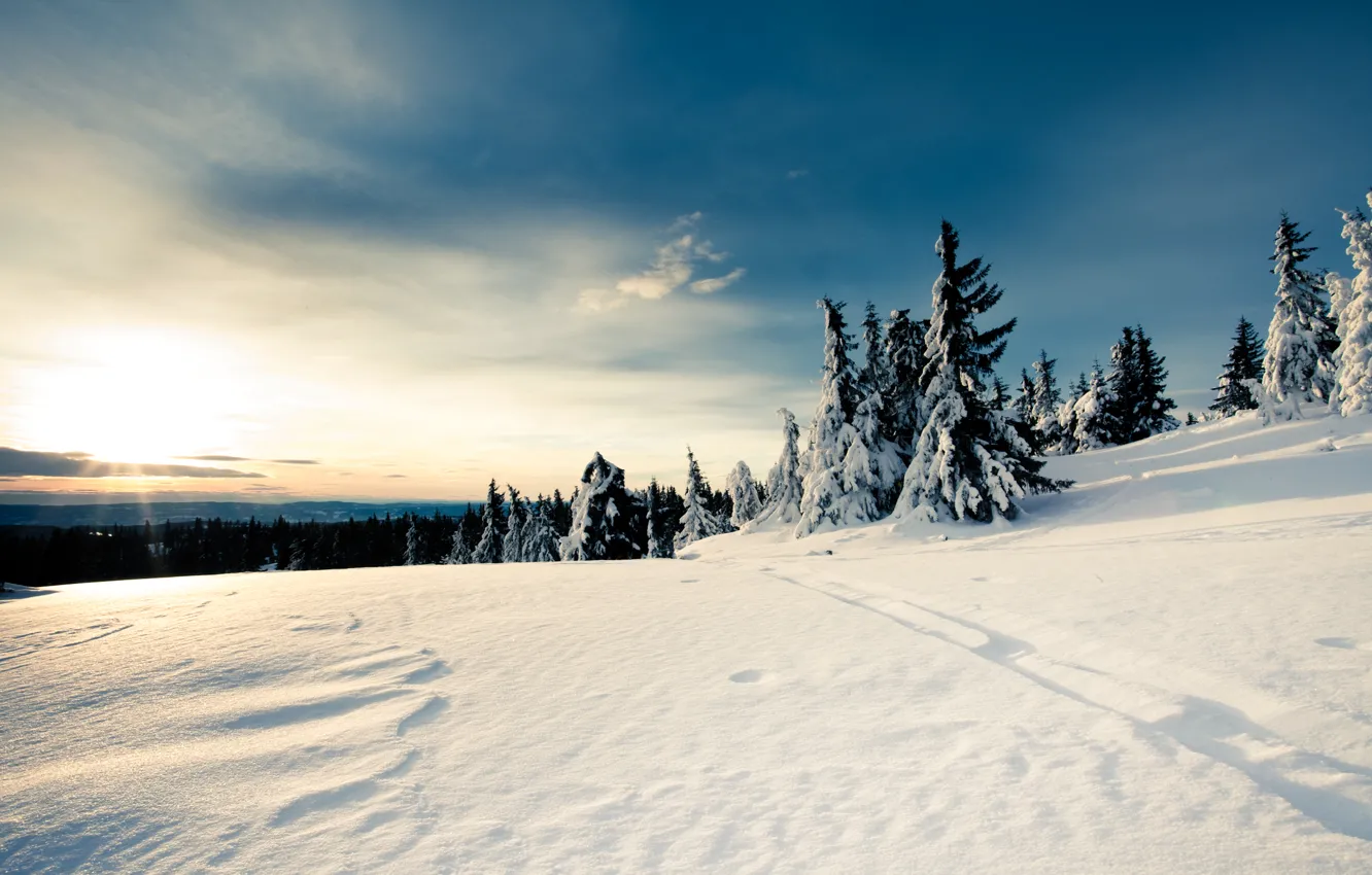 Photo wallpaper winter, forest, the sky, Snow