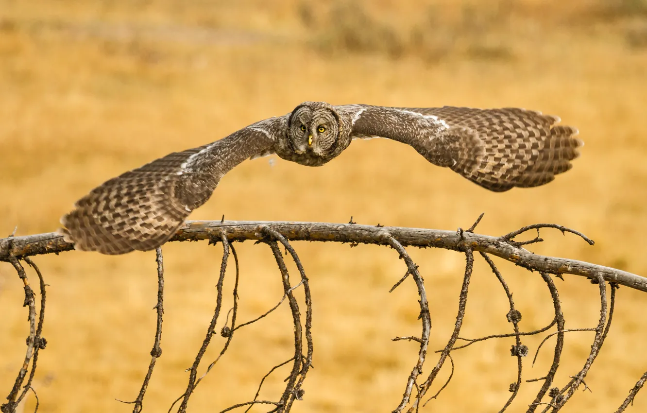 Photo wallpaper owl, bird, Lapland Owl, Great Grey Owl, Great grey owl