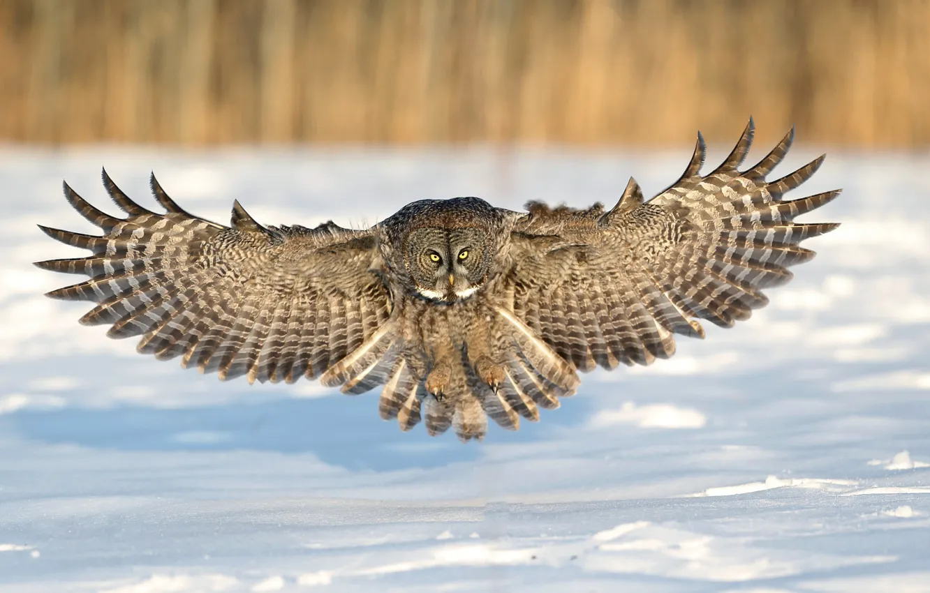 Photo wallpaper winter, snow, flight, owl, landing, wings