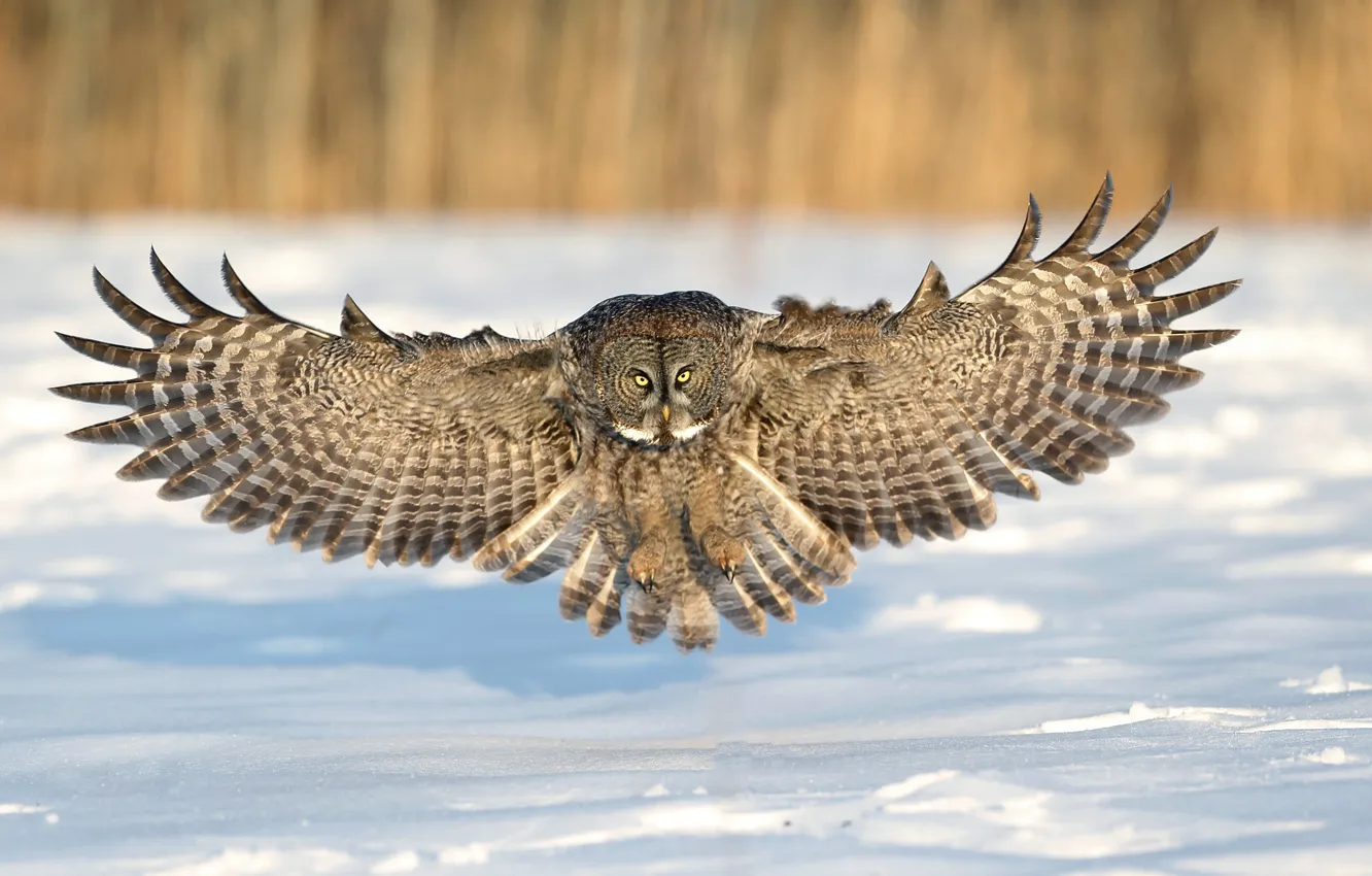 Photo wallpaper winter, snow, owl, flight, landing, wings