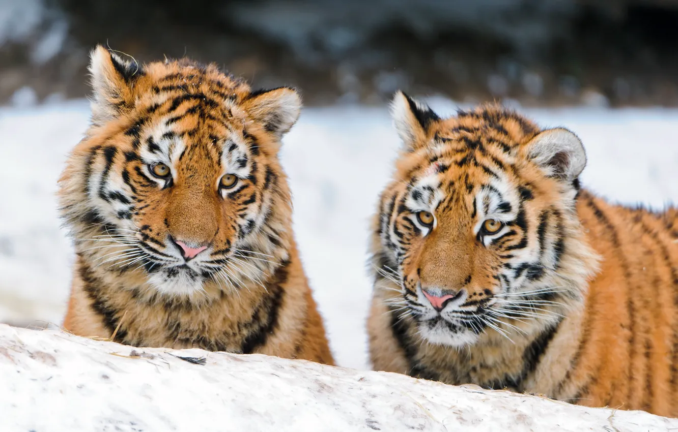 Photo wallpaper cats, pair, the cubs, the Amur tiger, tiger, ©Tambako The Jaguar
