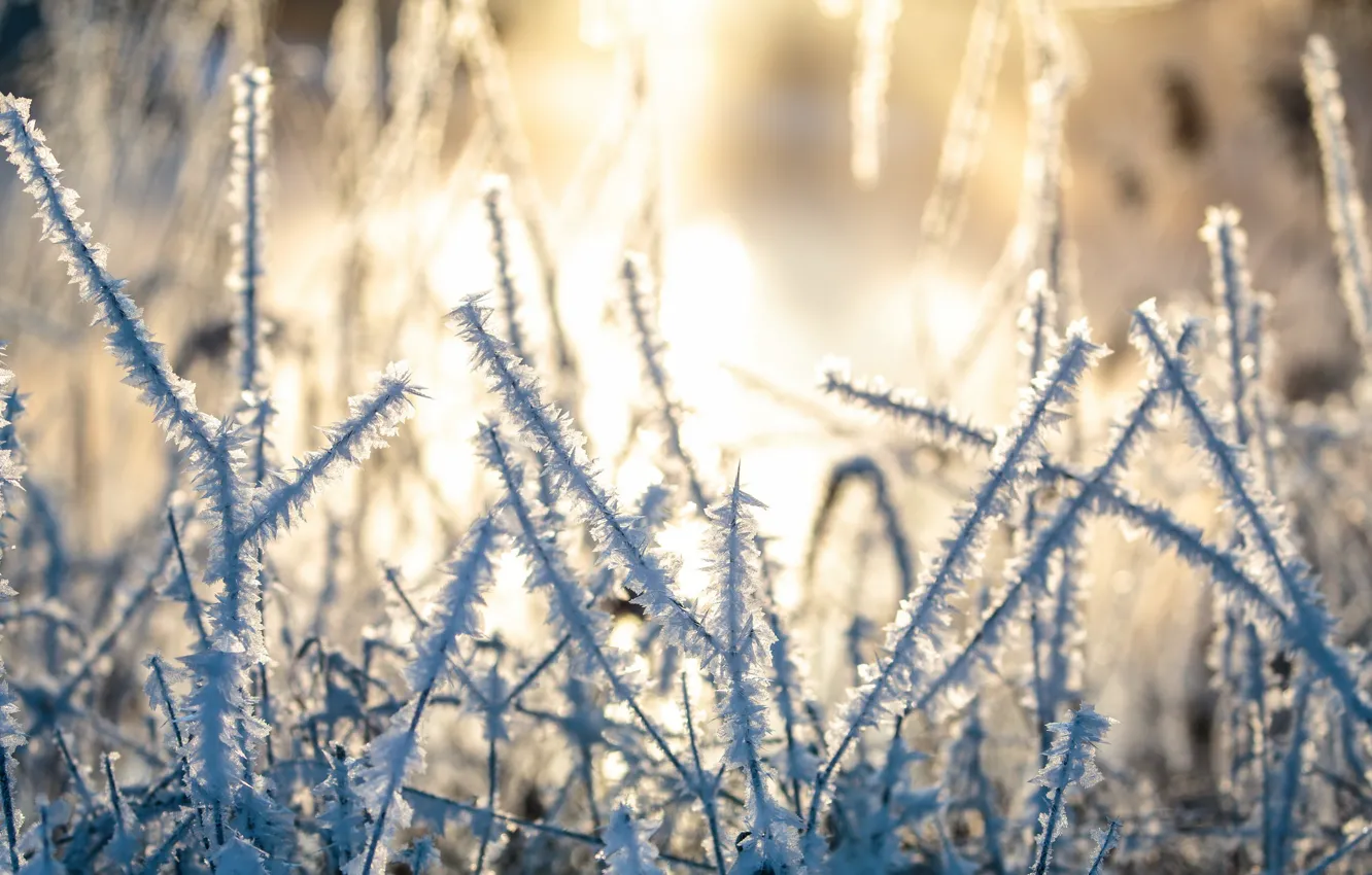 Photo wallpaper cold, winter, frost