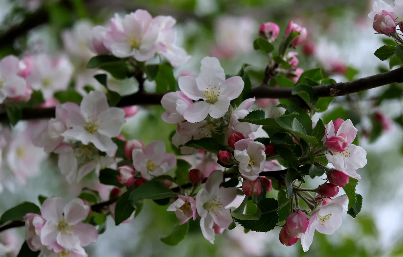 Photo wallpaper branch, Apple, flowering, Adina Voicu