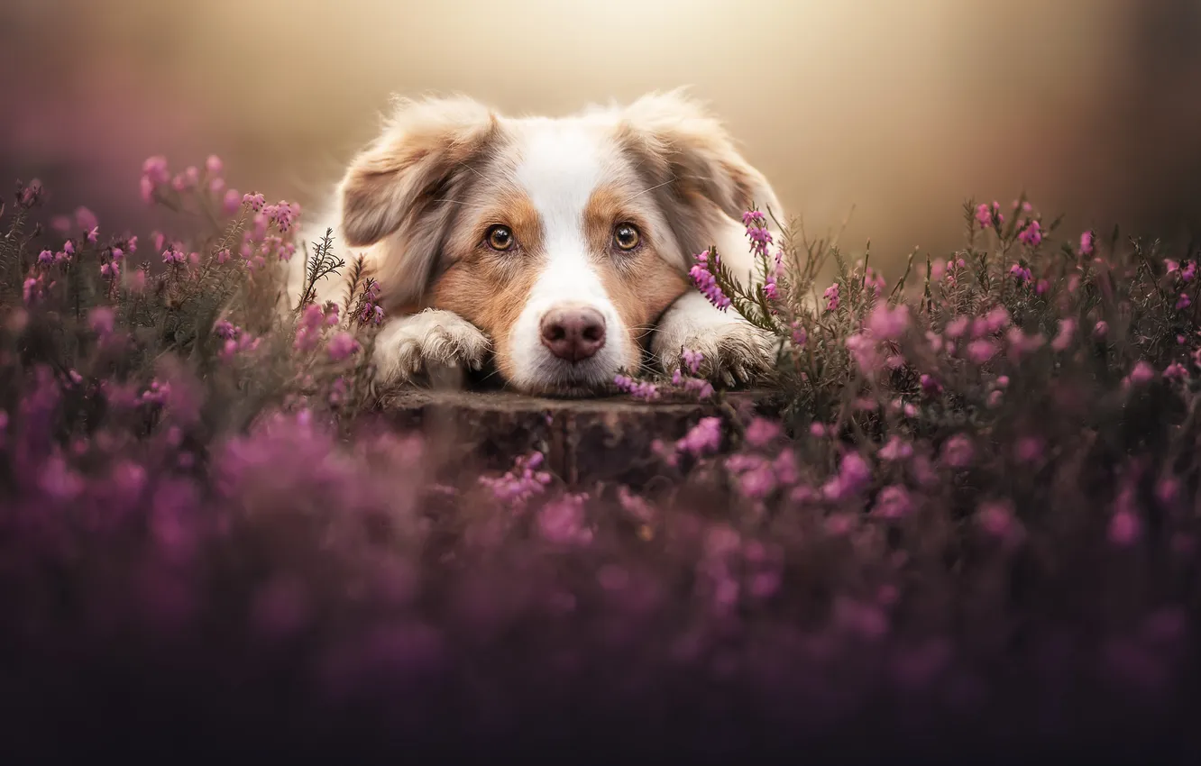 Photo wallpaper look, face, flowers, stump, dog, Australian shepherd, Heather, Aussie