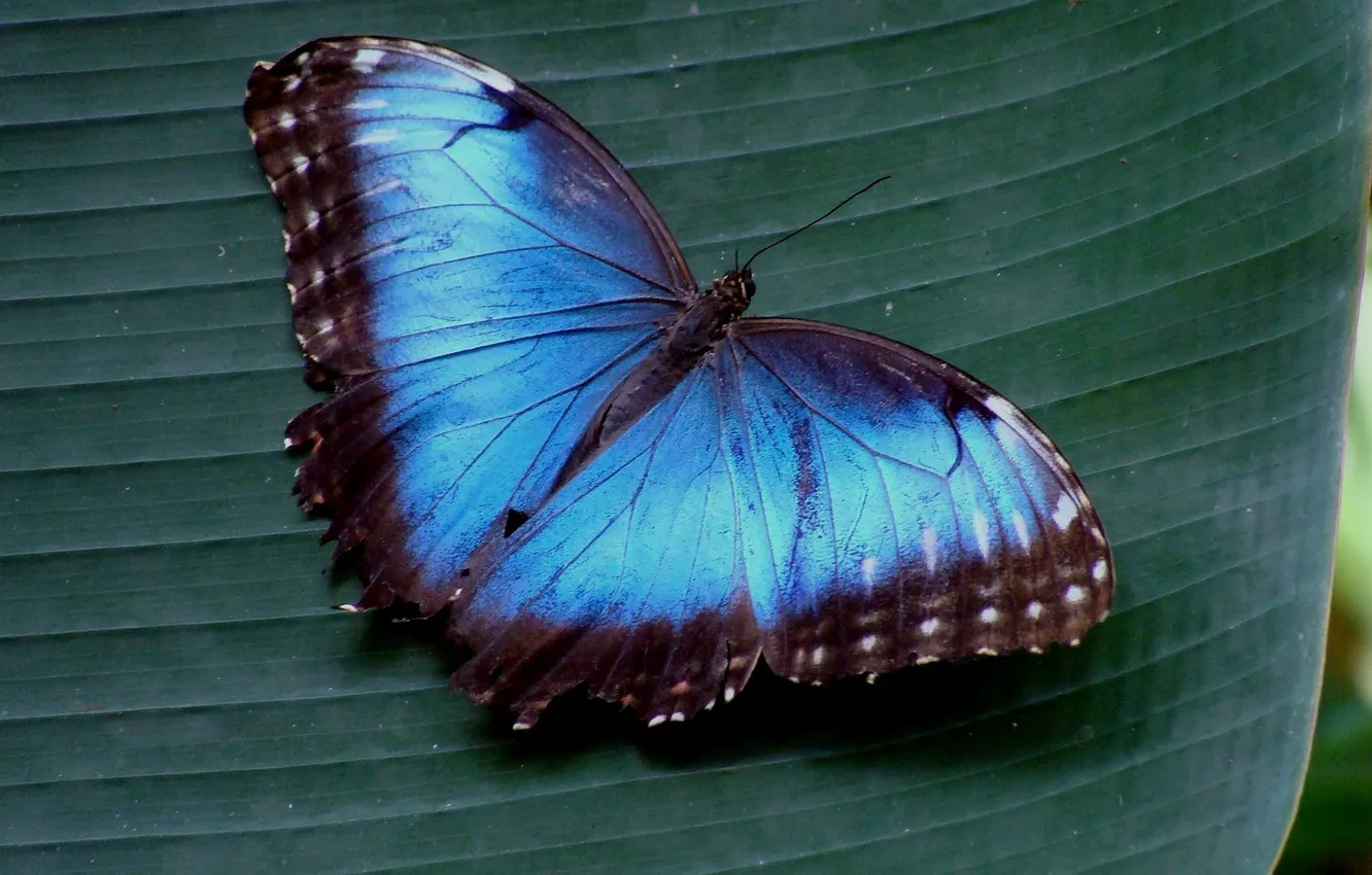 Photo wallpaper macro, butterfly, wings, beautiful, closeup