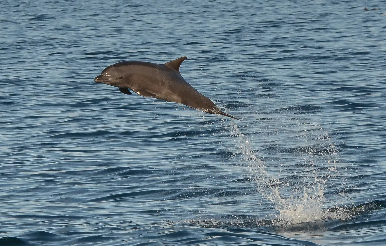 Photo wallpaper sea, squirt, Dolphin, jump