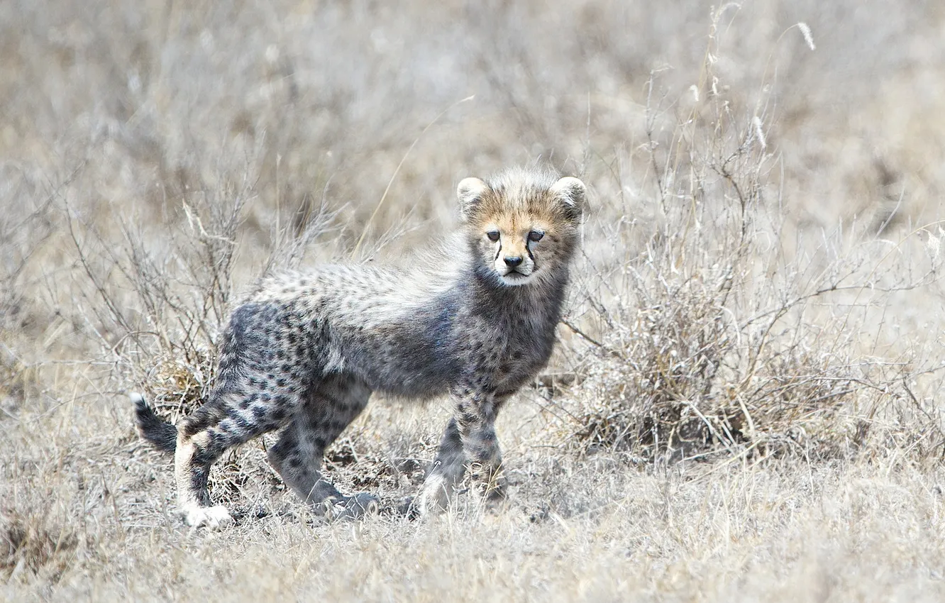 Photo wallpaper grass, muzzle, Cheetah, cub