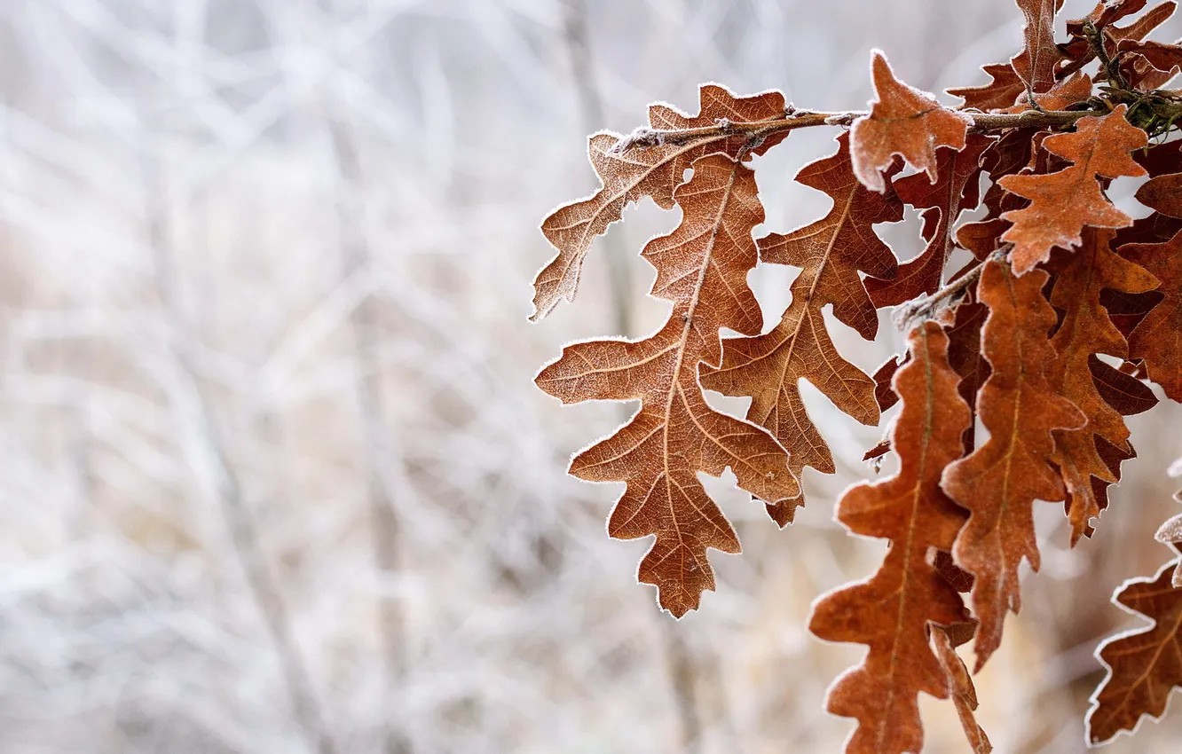 Photo wallpaper leaves, macro, nature