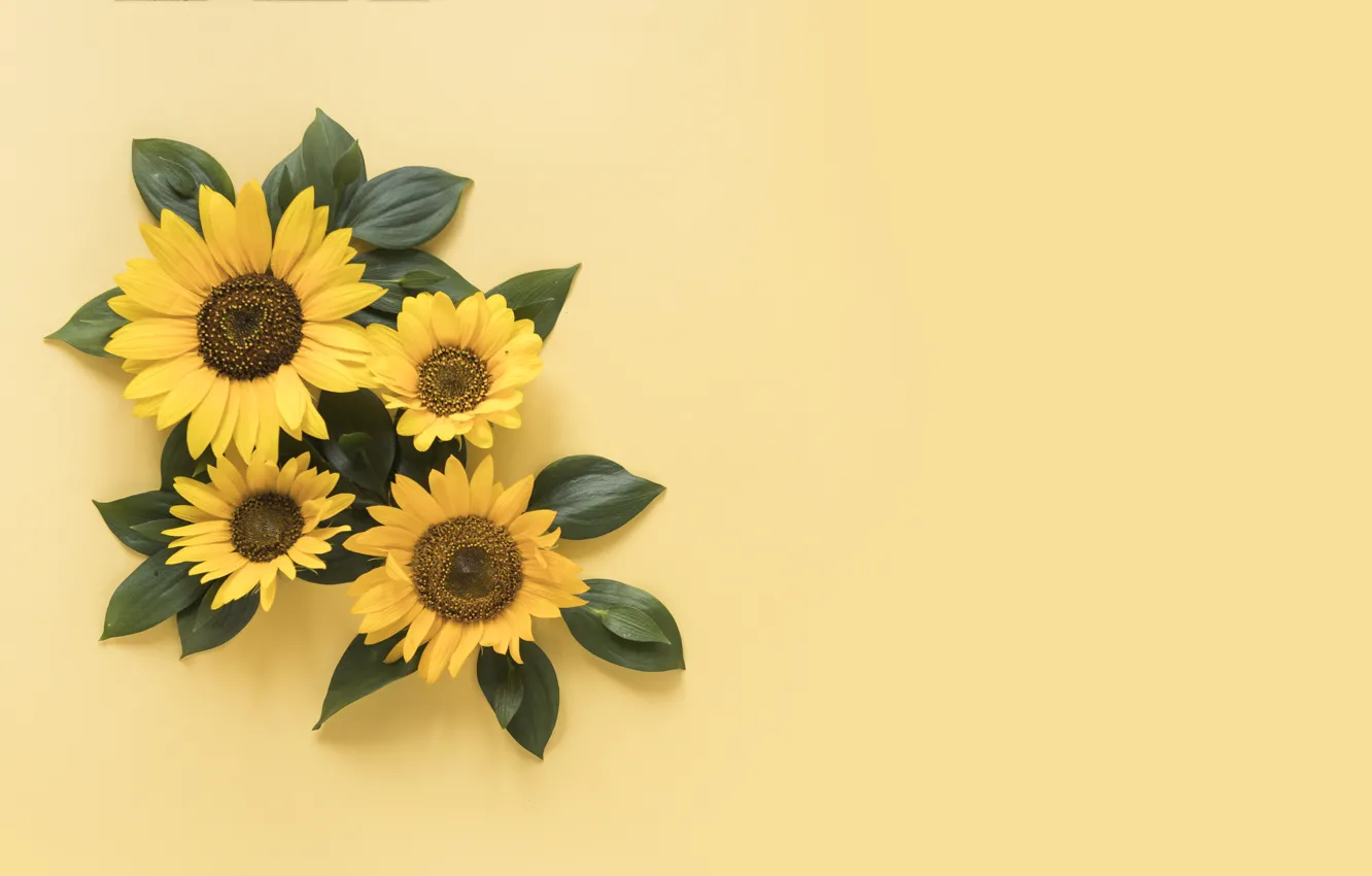 Photo wallpaper sunflowers, yellow, background, yellow, beautiful, sunflowers