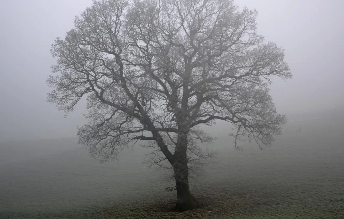 Photo wallpaper field, fog, tree