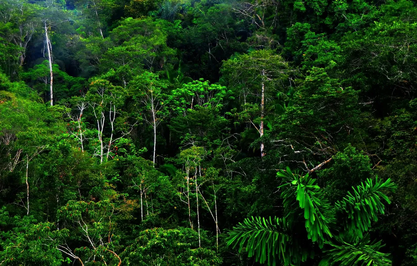 Photo wallpaper forest, tropics, jungle