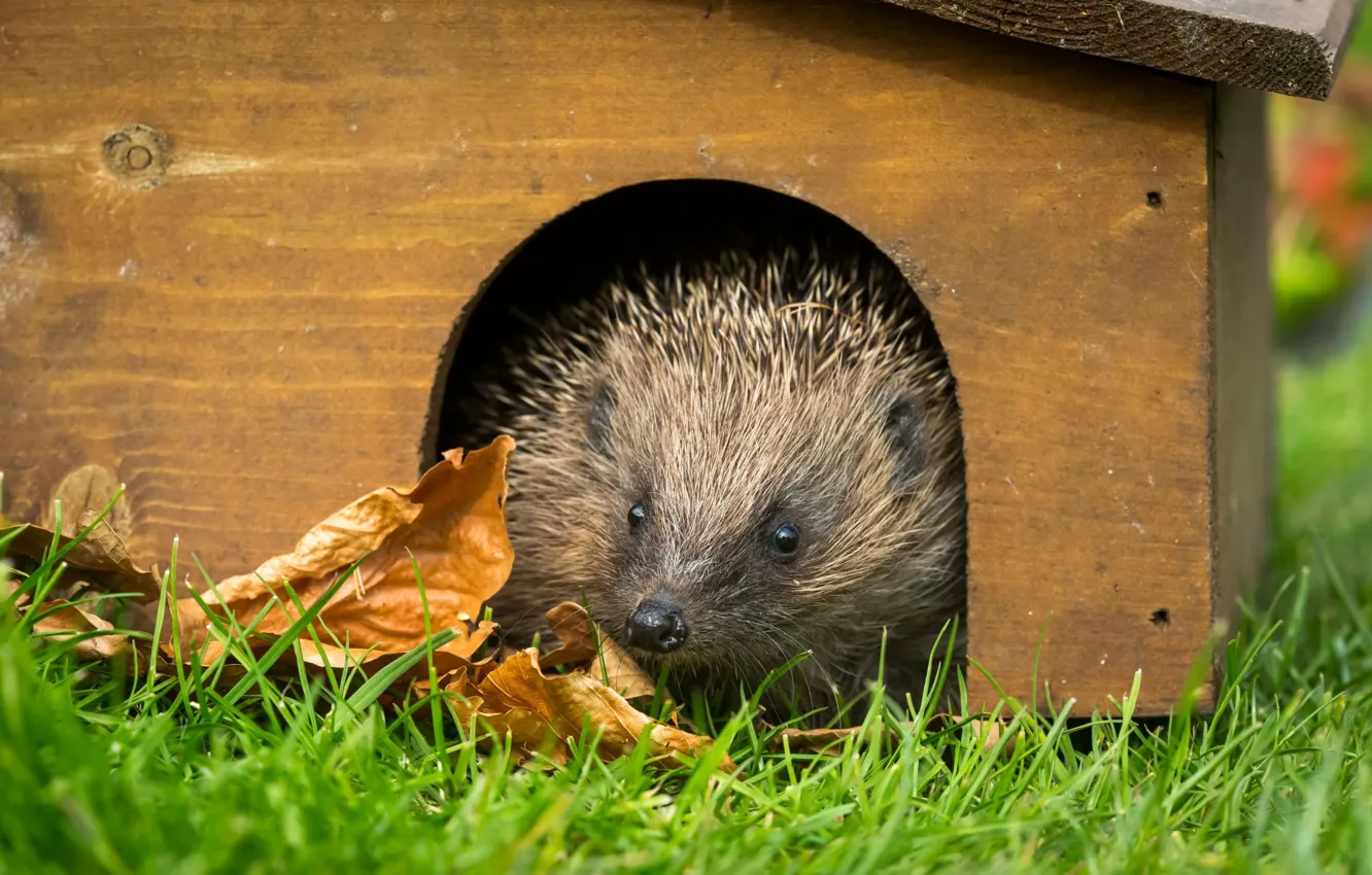 Photo wallpaper autumn, grass, look, leaves, glade, muzzle, house, hedgehog