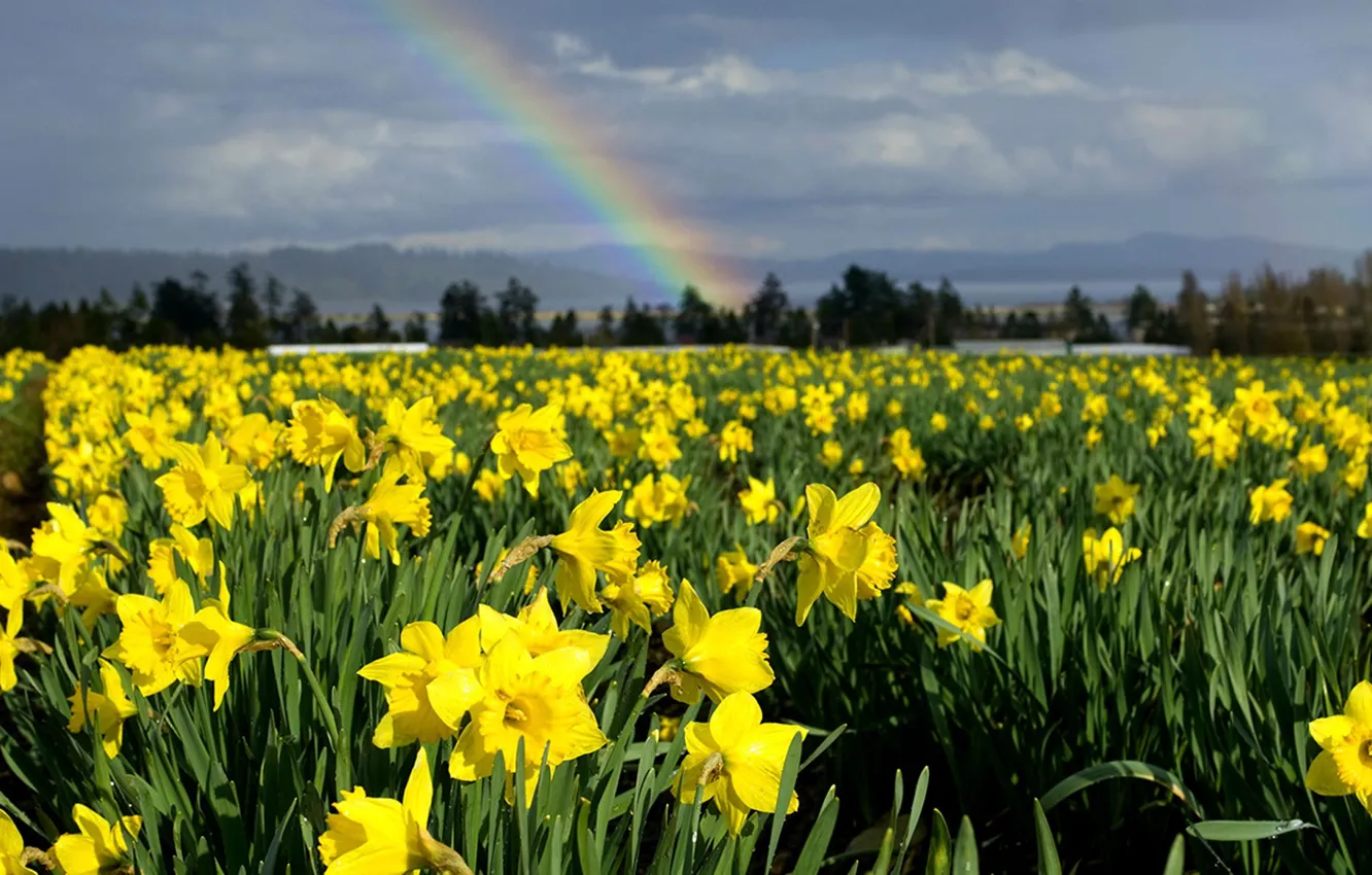 Photo wallpaper field, landscape, flowers, nature, rainbow, Canada, daffodils, British Columbia