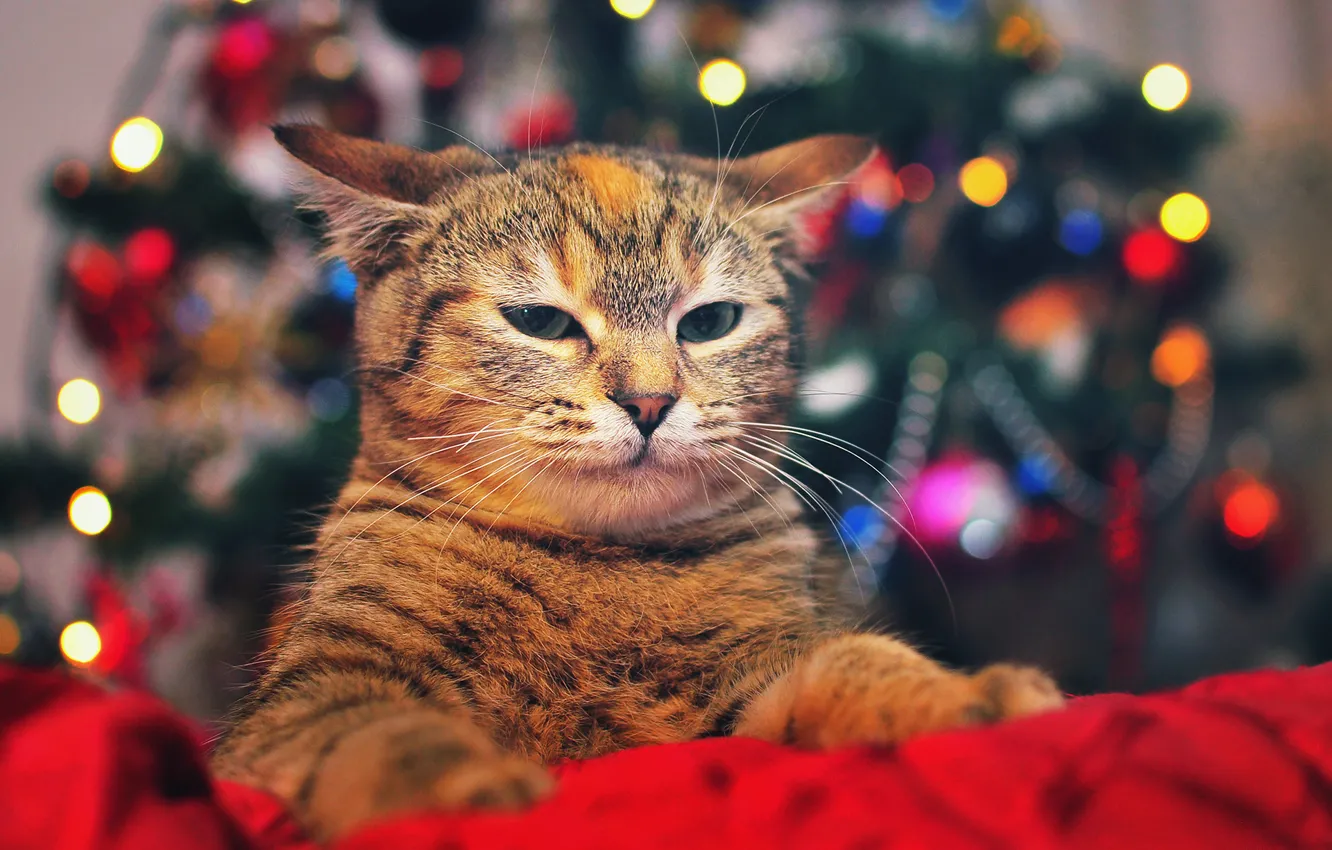 Photo wallpaper cat, look, lights, tree, ears