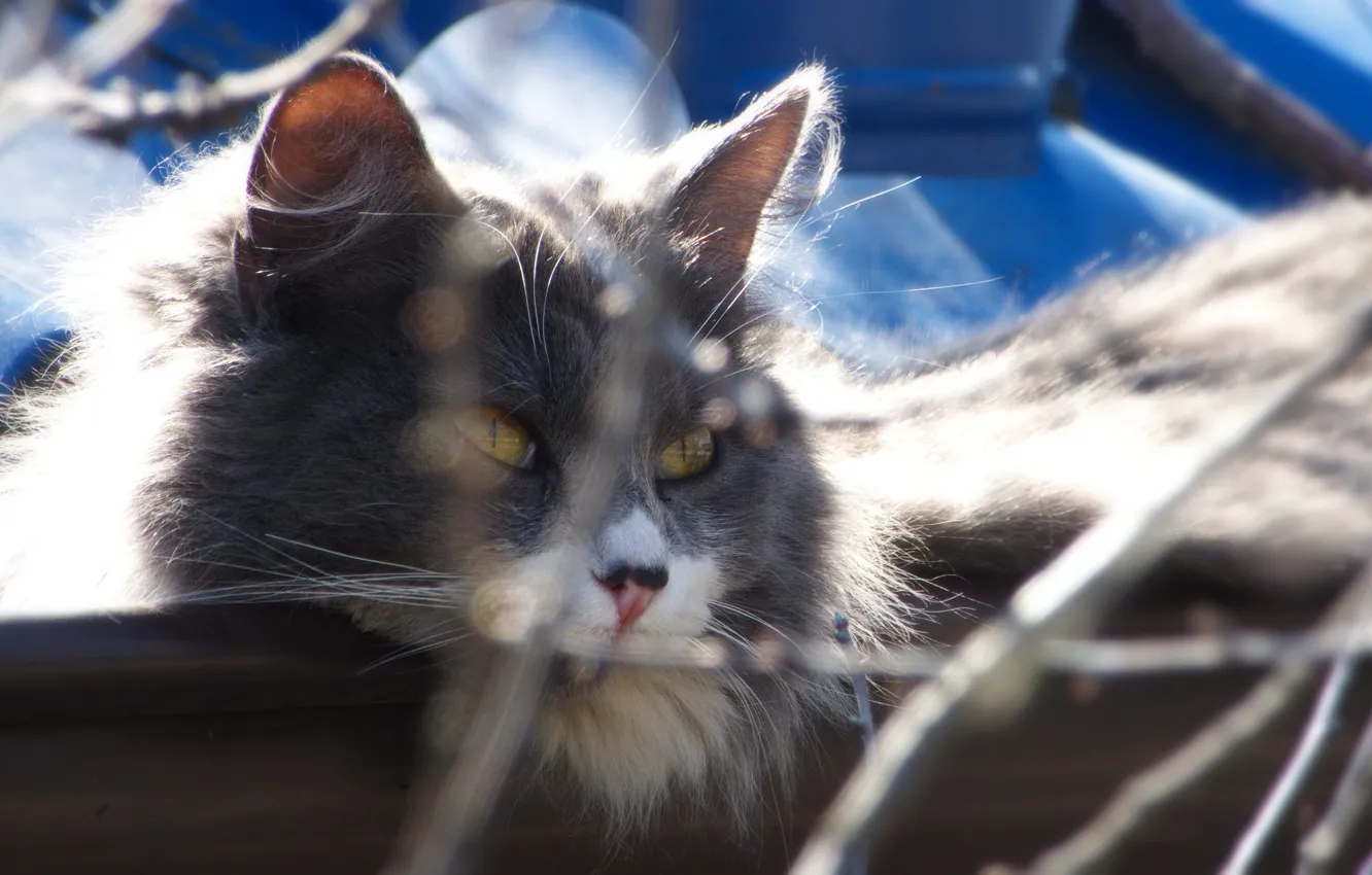 Photo wallpaper cat, who lives on the roof, beautiful