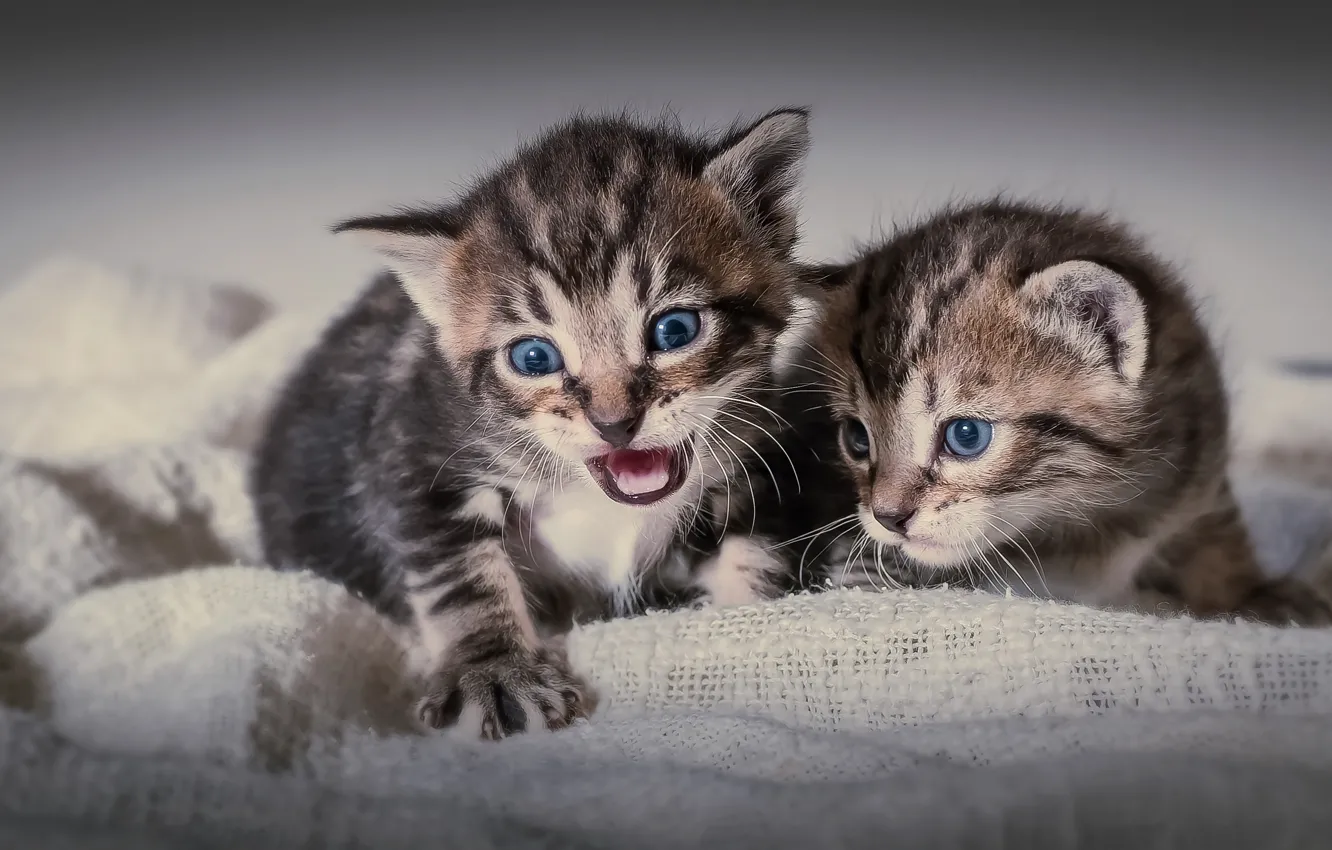 Photo wallpaper baby, kitty, twins