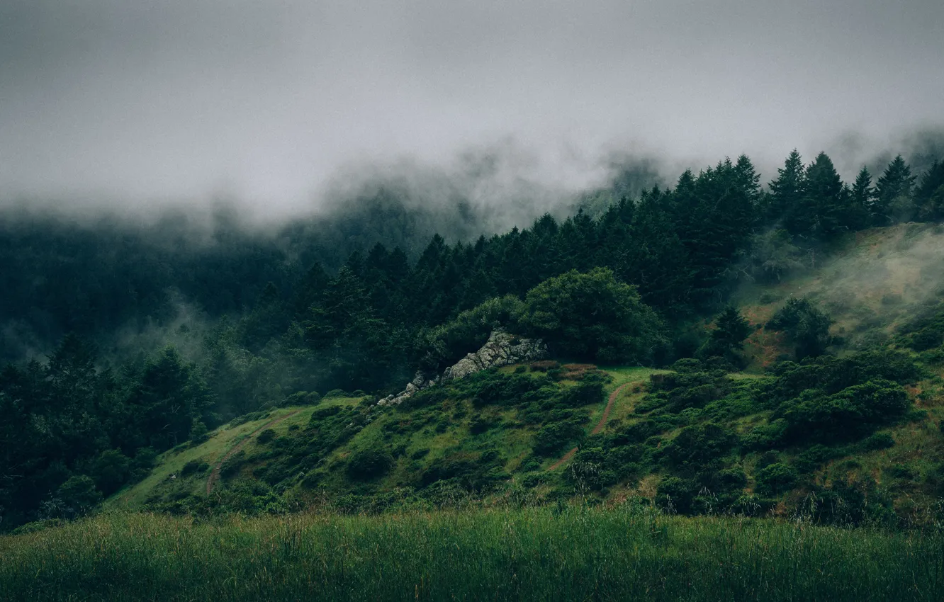 Photo wallpaper fog, stones, hills, Forest, trees .
