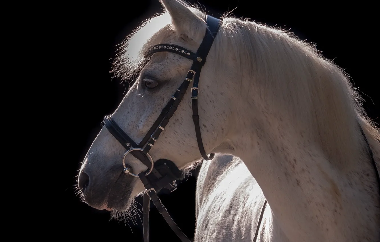 Photo wallpaper face, light, grey, horse, horse, contrast, mane, profile