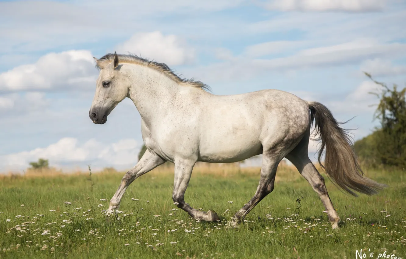 Photo wallpaper summer, grey, movement, horse, horse, meadow, running, grace