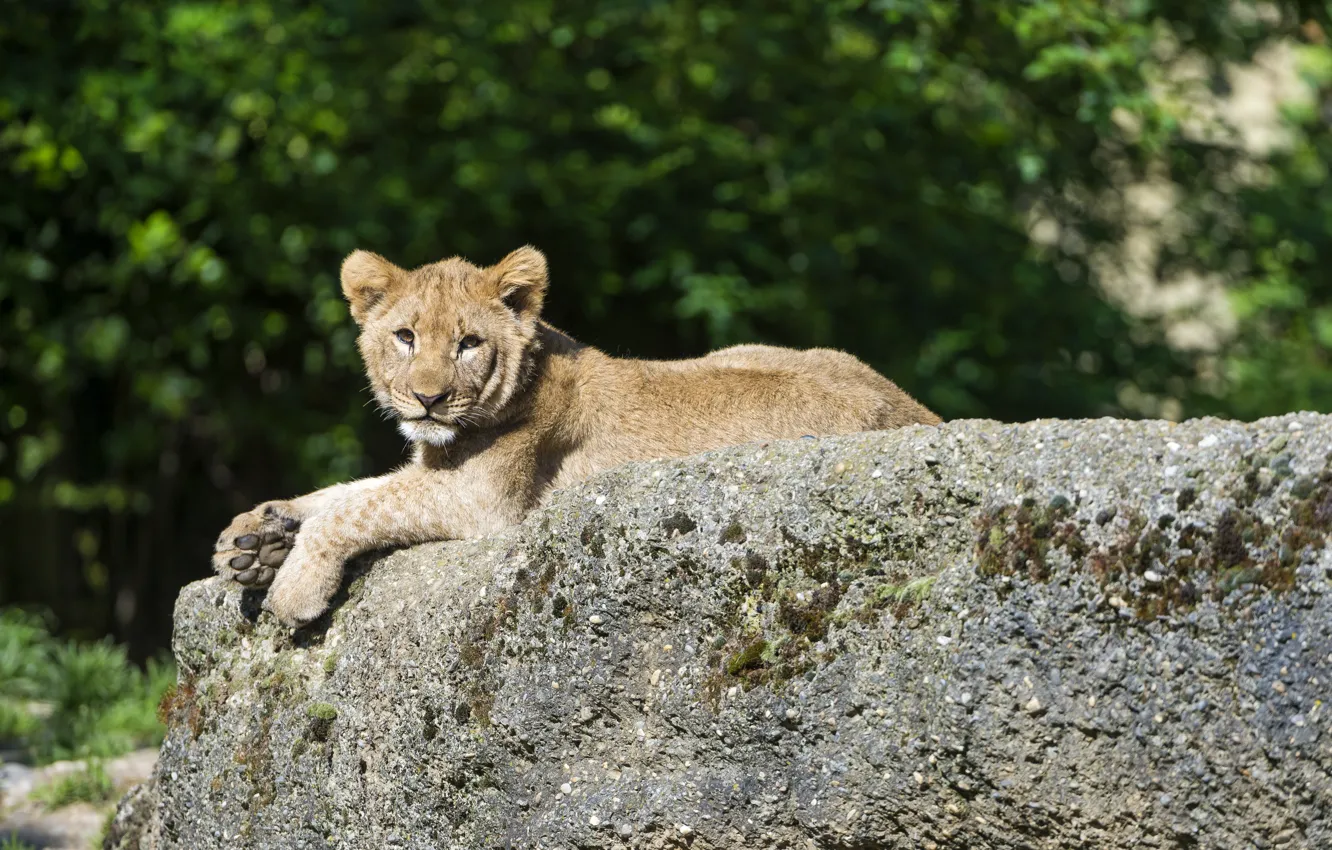 Photo wallpaper cat, stay, stone, Leo, cub, kitty, lion, ©Tambako The Jaguar